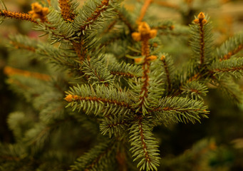 Saplings of pine, spruce, fir, sequoia and other coniferous trees in pots in plant nursery.  