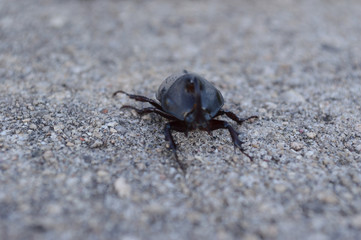 black beetle