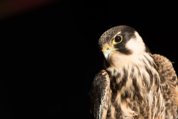 Kestrel, Sparrow Hawk on hand