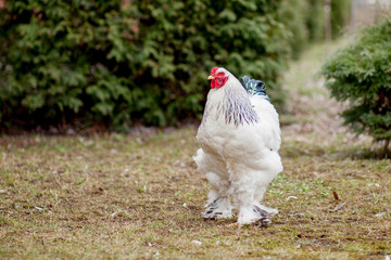 Grown healthy white hens on green grass outside in rural yard on old wooden barn wall background spring on bright sunny day. Chicken farming, healthy meat and eggs production concept