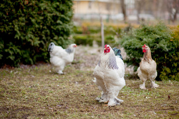 Grown healthy white hens on green grass outside in rural yard on old wooden barn wall background spring on bright sunny day. Chicken farming, healthy meat and eggs production concept