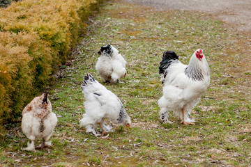 Grown healthy white hens on green grass outside in rural yard on old wooden barn wall background spring on bright sunny day. Chicken farming, healthy meat and eggs production concept