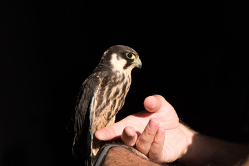 Kestrel, Sparrow Hawk on hand