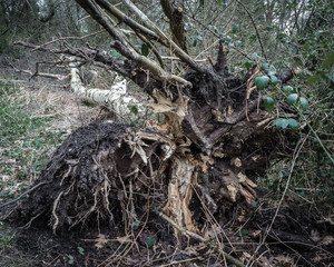 Fallen tree and roots.