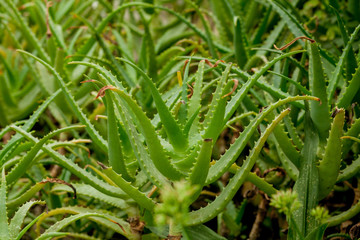 Aloe vera plants, tropical green plants in the greenhouse