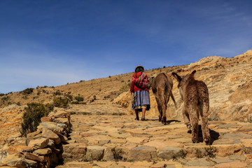 Andean woman with donkeys
