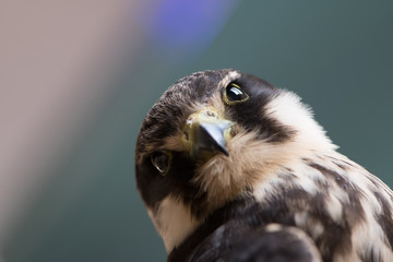 Kestrel, Sparrow Hawk on hand