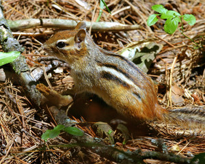 Chipmunk