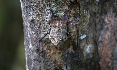 Proboscis bat (Rhynchonycteris naso) clinging to the underside of a palm tree near Sierpe, Costa Rica.