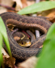 Gartersnake