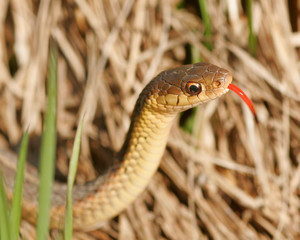 Gartersnake