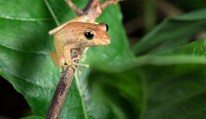 Obraz premium Common rain frog, also known as Fitzinger's robber frog (Craugastor fitzingeri), on a branch at night on the Osa Peninsula, Costa Rica.
