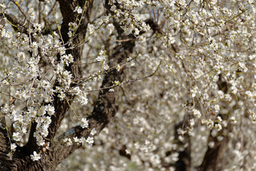 Mandelbäume in voller Blüte, Mallorca, Spanien