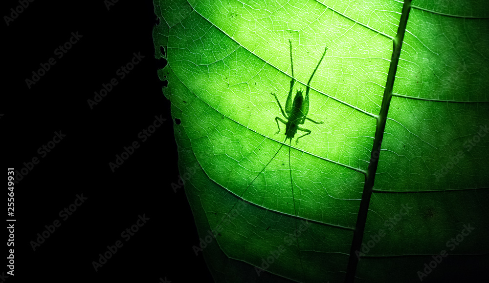 Poster silhouette of a cricket on a large leaf at night on the osa peninsula, costa rica.