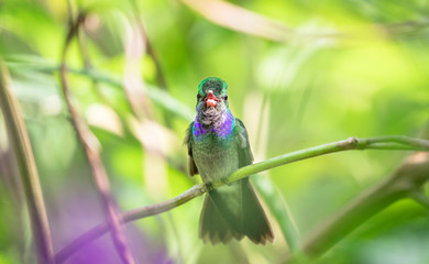 Charming hummingbird (Amazilia decora) perched on a branch on the Osa Peninsula, Costa Rica.