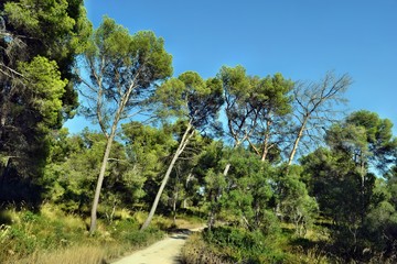 Fototapeta na wymiar Forestry road in Mallorca