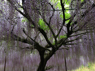 大きな藤の木