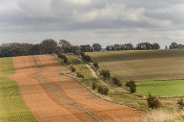 A rural scene on the Ridgeway, Oxfordshire, United Kingdom. There is a path with trees on each side. It is surrounded by fields with rows of crops.