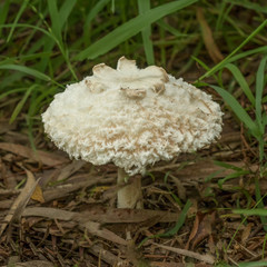 Chlorophyllum brunneum fungus on ground - approx 130mm dia