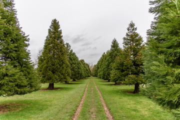 A grassy footpath between conifer trees. Taken in the Cotswolds, United Kingdom.