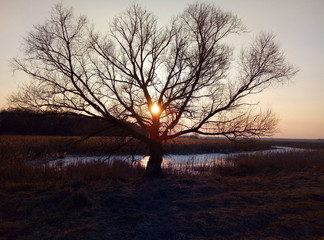 Evening sunlight over the river, reed and forest