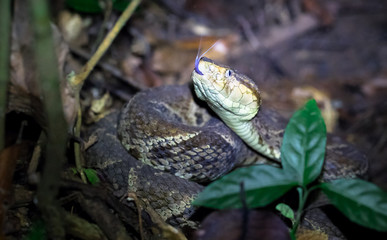 Fer-de-lance (Bothrops asper), adult female. Osa Peninsula, Costa Rica.