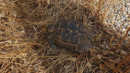 Mediterranean greek turkish turtoise turtel in the wild