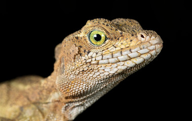 Common basilisk (Basiliscus basiliscus), adult female, on the Osa Peninsula, Costa Rica.