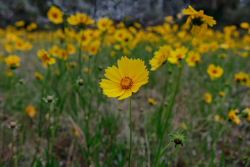 Field of Coreopsis flowers (Coreopsis lanceolata L.) - NSW, Australia