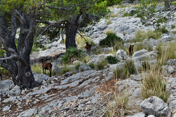 Fototapeta na wymiar Wild goat is looking near to way to the Formentor lighthouse in Mallorca