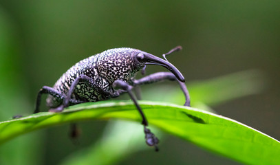 Weevil on a leaf near Puerto Viejo de Sarapiqui, Costa Rica.