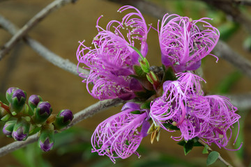 Thyme Honey-myrtle (Melaleuca thymifolia) - small shrub native to eastern Australia - each sphere...