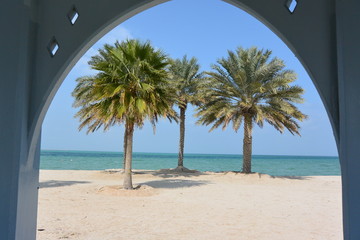 date palms at Al Mirfa Beach Abu Dhabi