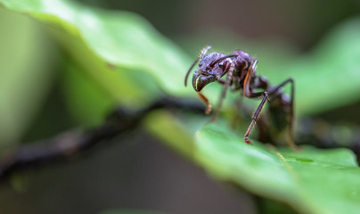 Bullet ant (Paraponera clavata) near Puerto Viejo de Sarapiqui, Costa Rica.