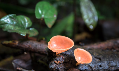 Red cup fungus (Cookeina speciosa) near Puerto Viejo de Sarapiqui, Costa Rica. © Kevin