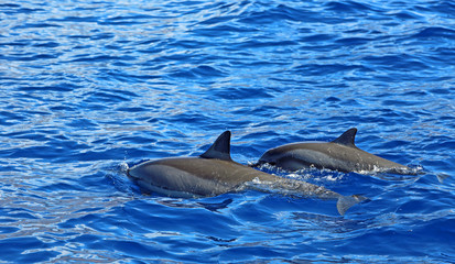 Pair of wild dolphin - Hawaii