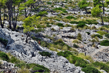 Wild goat is walking near to way to the Formentor lighthouse