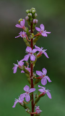 Trigger Plant (Stylidium graminifolium) - 20mm wildflower endemic to Australia - visiting insects are hit with a club-shaped column that  deposits pollen on the insects
