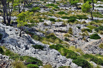 Wild goat is walking near to way to the Formentor lighthouse