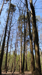 Fototapeta premium Forêt