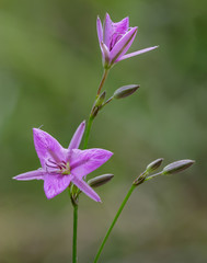 Fringe Lily (Thysanotus tuberosus) unfurling. This little wildflower is native to South Eastern...