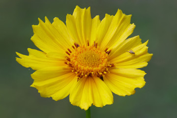 Coreopsis (Coreopsis lanceolata L.) - originating from North America, these golden daisy-like flowers grow in abundance along our roadsides in Australia