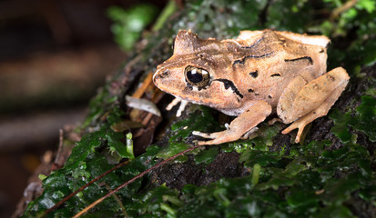 Common rain frog (Craugastor fitzingeri) near Puerto Viejo de Sarapiqui, Costa Rica.