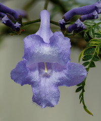 Jacaranda flower, leaf & bud macro - native of South America, Central America, Mexico and the Caribbean © Anne Powell