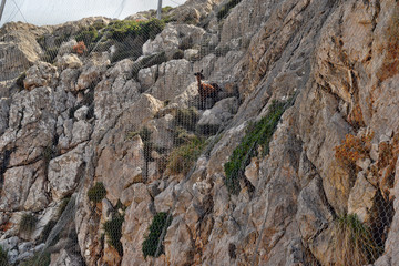 Wild goat trapped behind the net in the mountains on the way to the Formentor lighthouse in Mallorca
