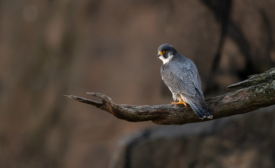 Peregrine Falcon 