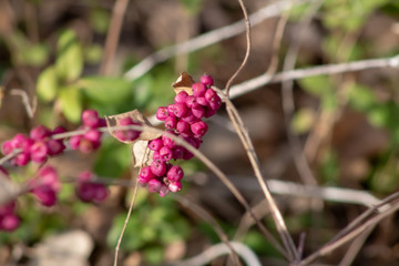 red flower in the garden