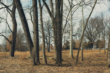Fototapeta premium trees in the forest in winter