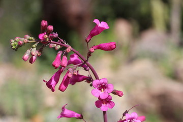 Pink Flower in the Desert