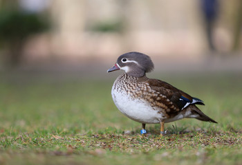 extremely colorful duck,mandarin female, Poland